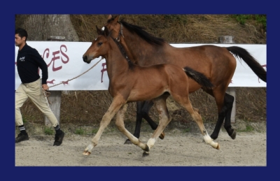 LORDS DES FORETS (ALL STAR x CASSINI II)